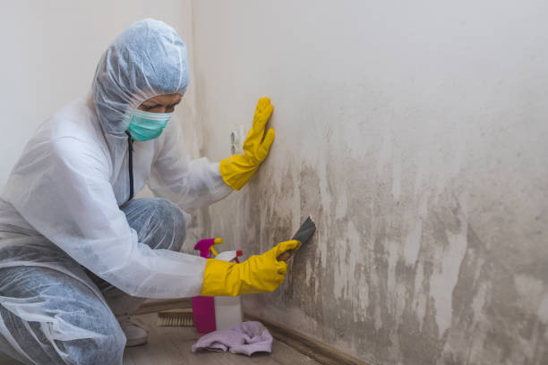 Best Insurance-Related Mold Remediation in Angier, NC